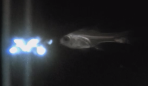 Ostracod light burst from being spit out by a larger fish