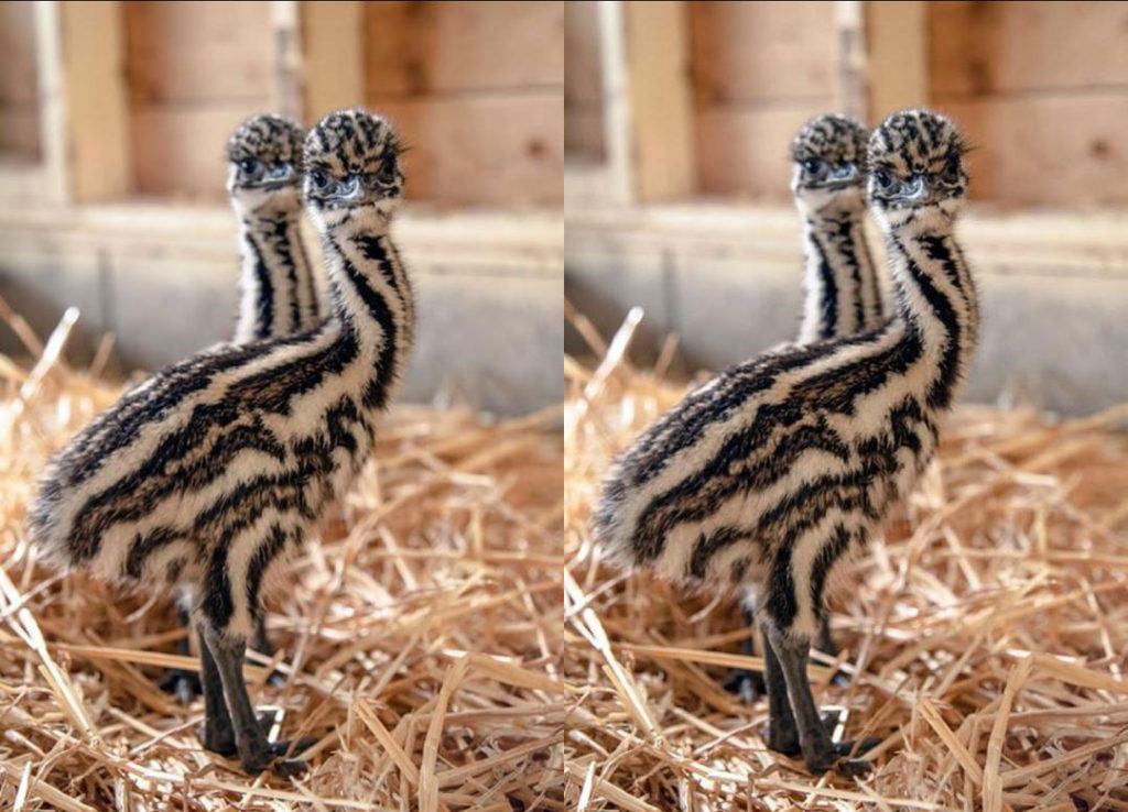 5 day old Emus