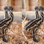 5 day old Emus