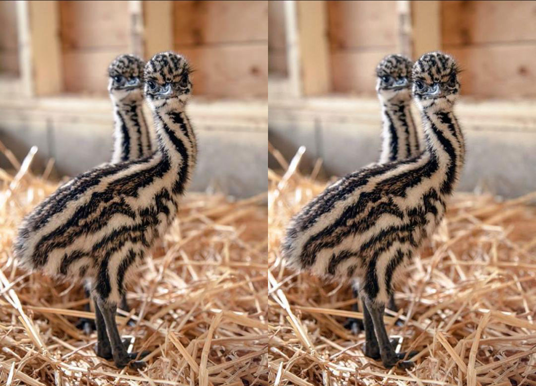 5 day old Emus