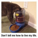 dont tell me how to live my life funny cat