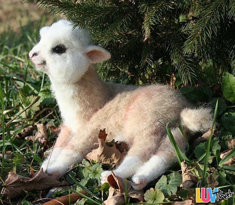 12 Unexpectedly Cute Baby Animals – LuvThat