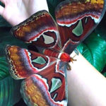 Attacus Atlas Moth