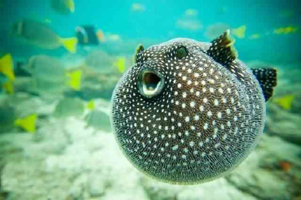 baby blowfish