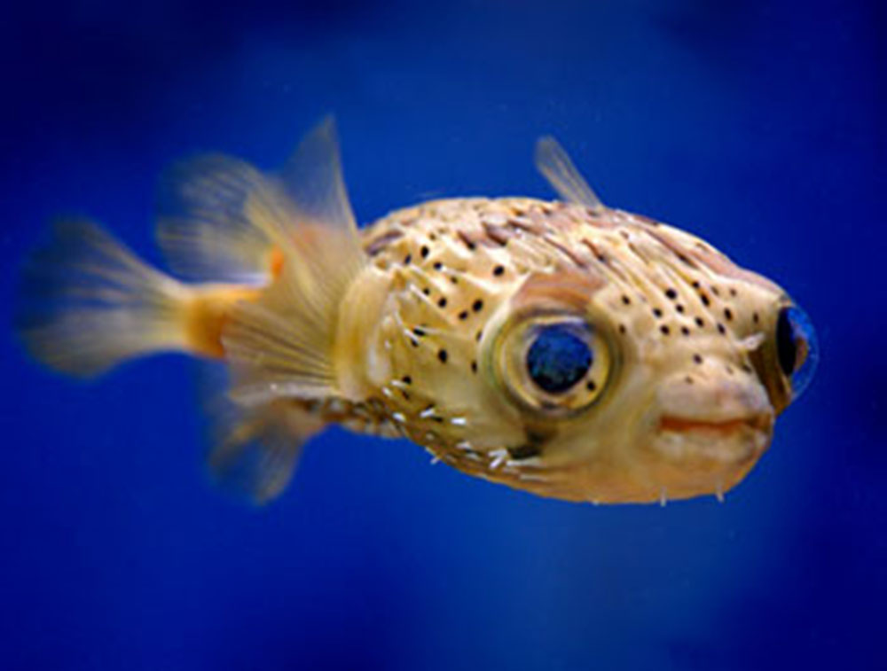 baby blowfish