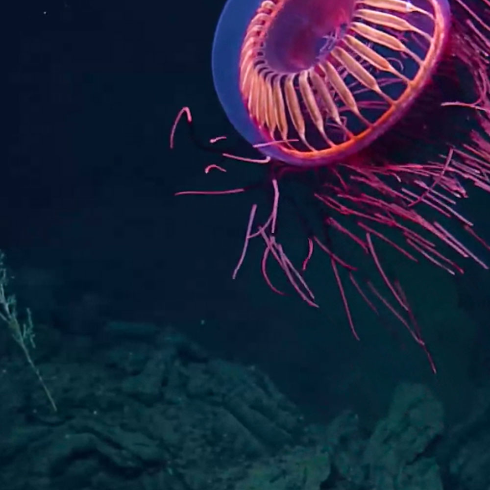 halitrephes is a deep sea jellyfish