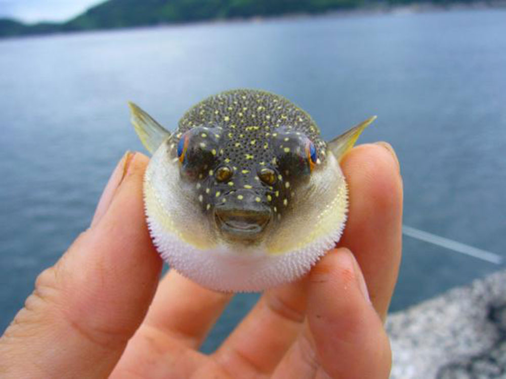 super cute baby puffer fish
